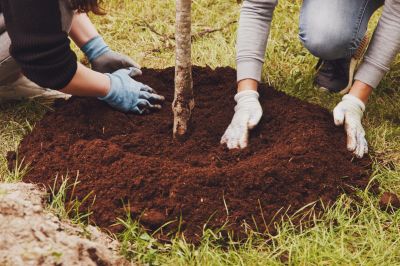 Cherry Blossom Tree Planting