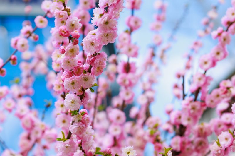 Cherry Blossom Tree Planting