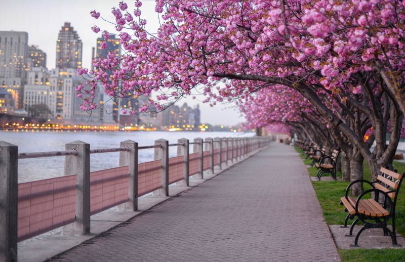 Cherry Blossom Tree Planting