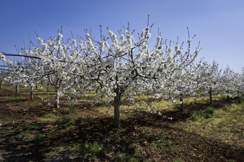 Cherry Blossom Tree Planting
