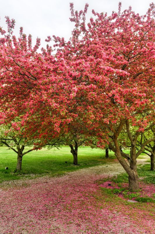 Cherry Blossom Tree Planting