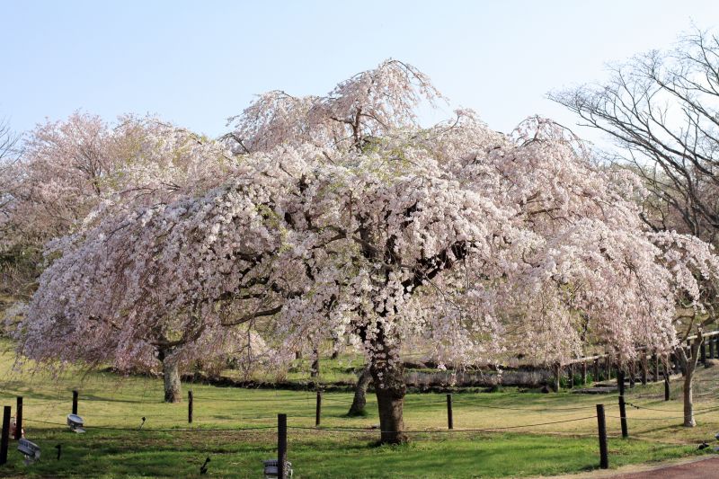 Cherry Blossom Tree Planting