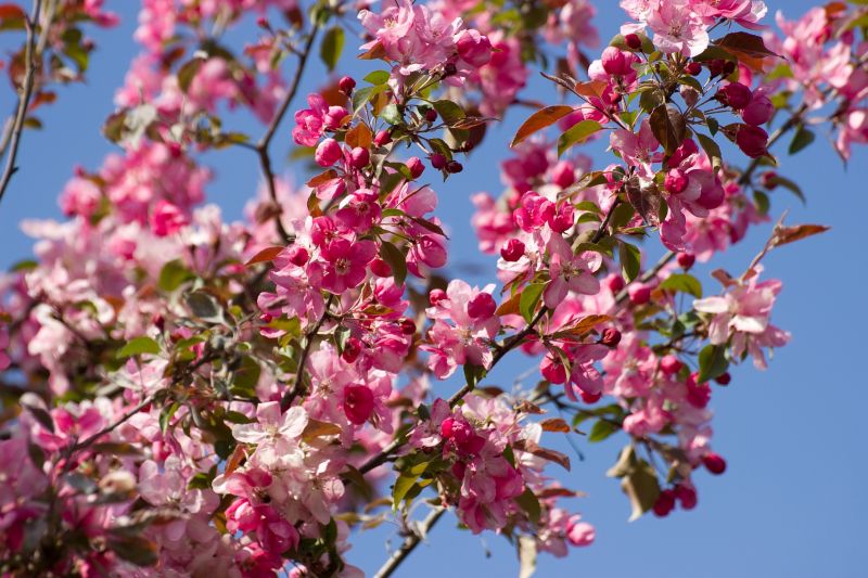 Cherry Blossom Trees in Bloom
