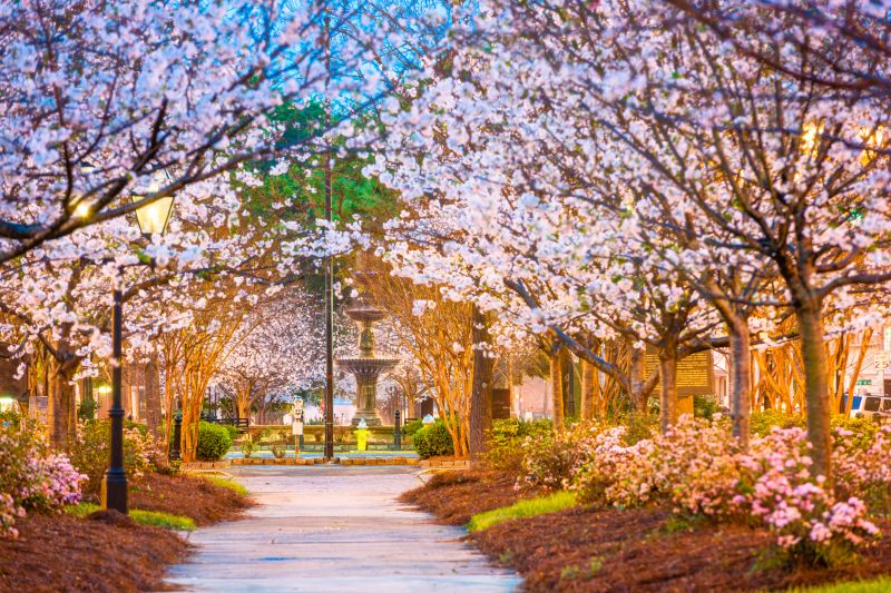 Cherry Blossom Tree in Urban Setting