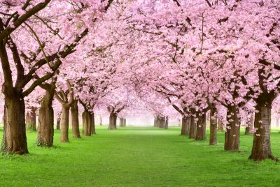 Beautiful Blooms!